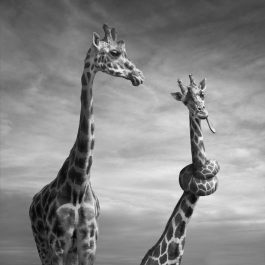 Amazing Surreal Photo Manipulations