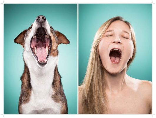 Finding Similarities Between Dogs And Humans