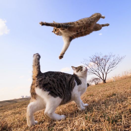 Jumping Cats Look Like Ninjas
