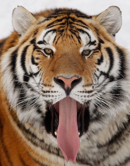 That Just Makes Me Yawn