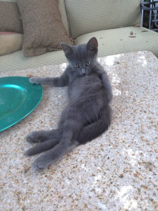 Pets Want to Hear All About You Day