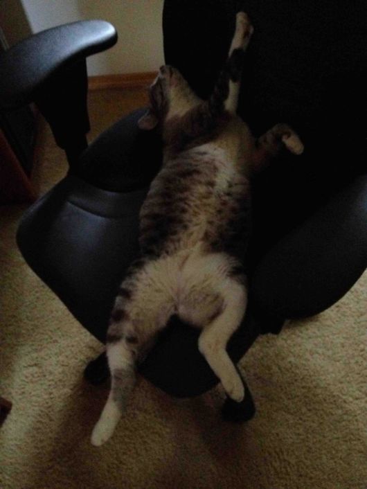 Pets Want to Hear All About You Day