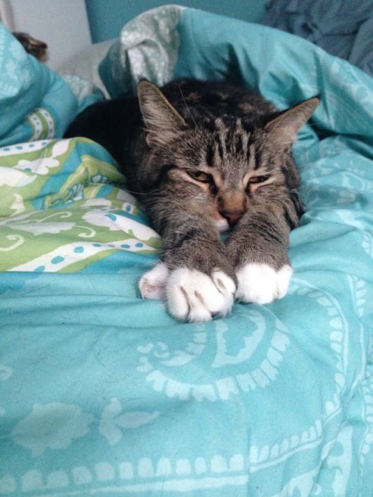 Pets Want to Hear All About You Day