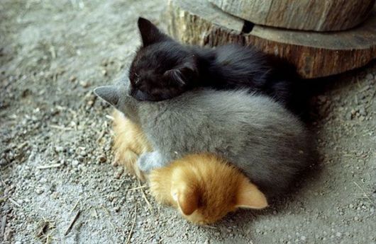 Animals That Use Each Other As Pillows