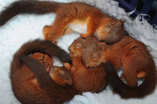 Animals That Use Each Other As Pillows