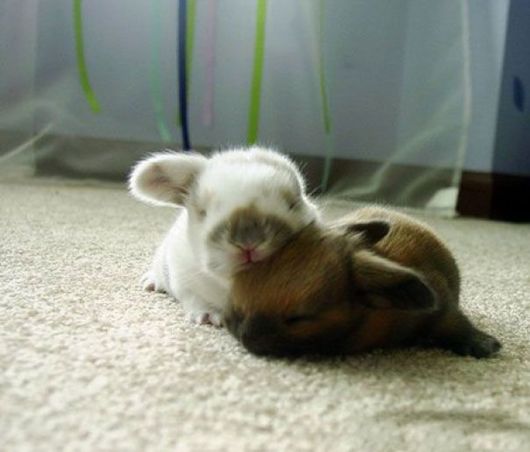 Animals That Use Each Other As Pillows