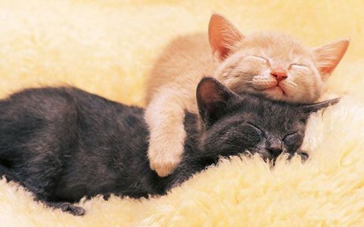 Animals That Use Each Other As Pillows