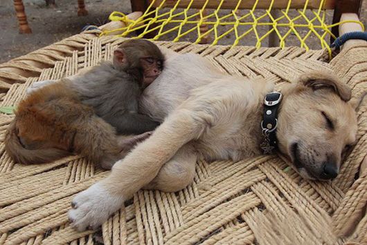 Animals That Use Each Other As Pillows