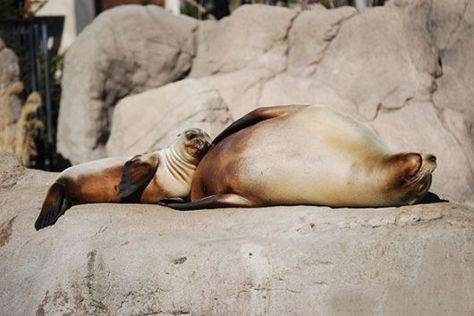 Animals That Use Each Other As Pillows