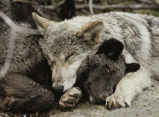 Animals That Use Each Other As Pillows