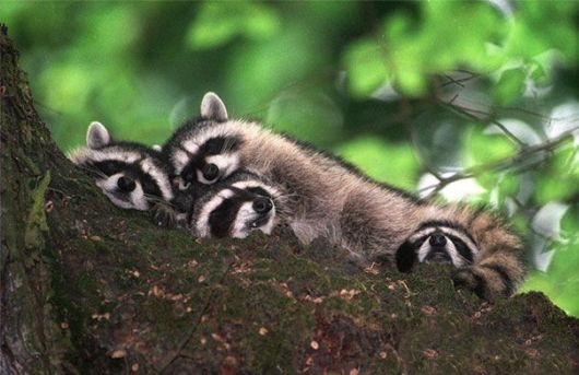 Animals That Use Each Other As Pillows