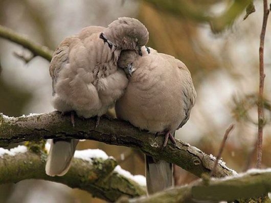 Animals That Use Each Other As Pillows