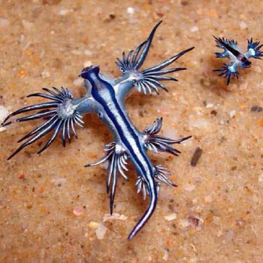 Blue Dragon Spotted Off The Coast Of Australia | Funzug.com