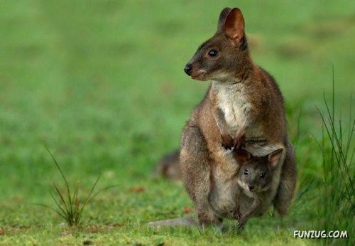 A Collection Of Funny Animals