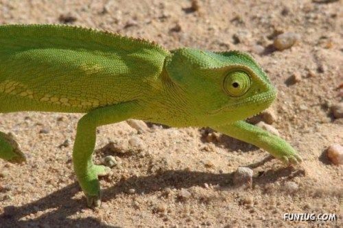 A Collection Of Funny Animals