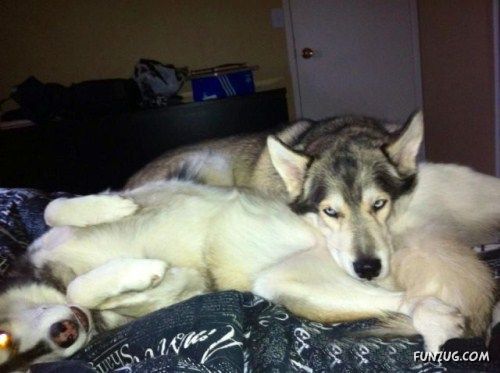 A Collection Of Funny Animals