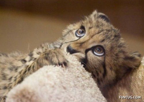 A Collection Of Funny Animals