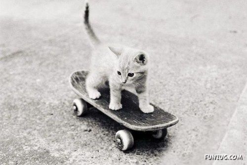 A Collection Of Funny Animals