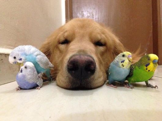 Golden Retriever With The Flyest Friends