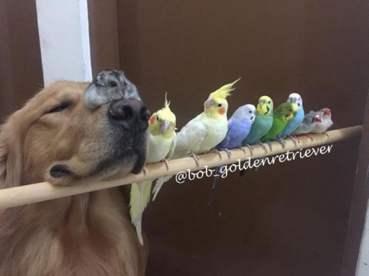 Golden Retriever With The Flyest Friends