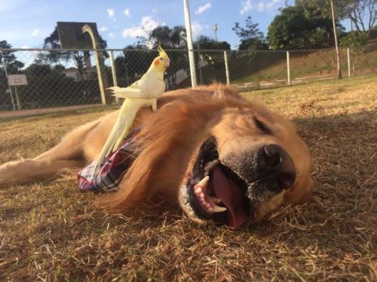 Golden Retriever With The Flyest Friends