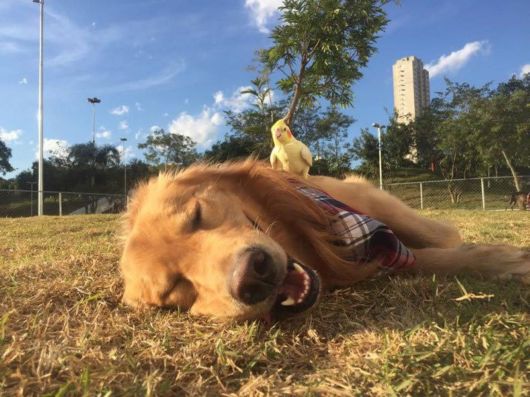 Golden Retriever With The Flyest Friends