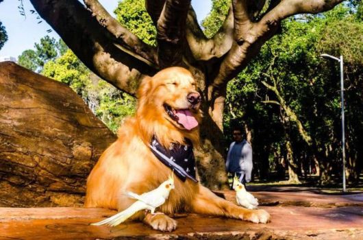 Golden Retriever With The Flyest Friends
