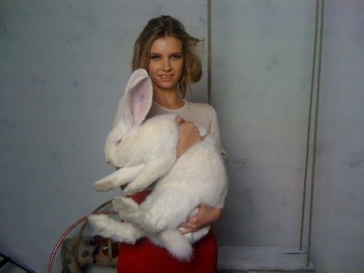 Worlds Largest Rabbit Breed