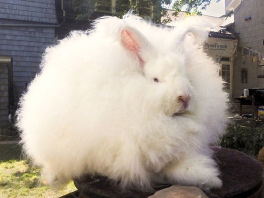 Worlds Largest Rabbit Breed