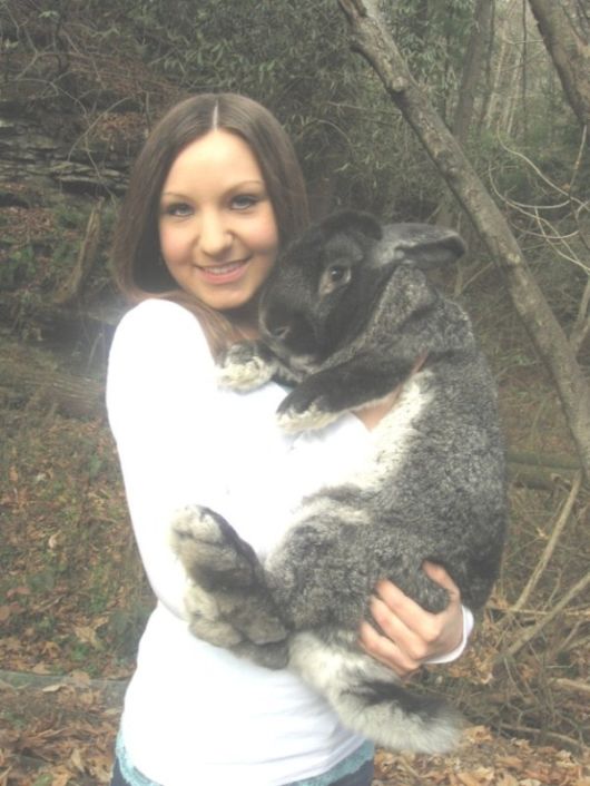 Worlds Largest Rabbit Breed