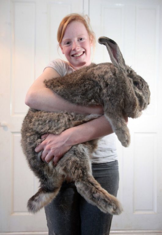 Worlds Largest Rabbit Breed