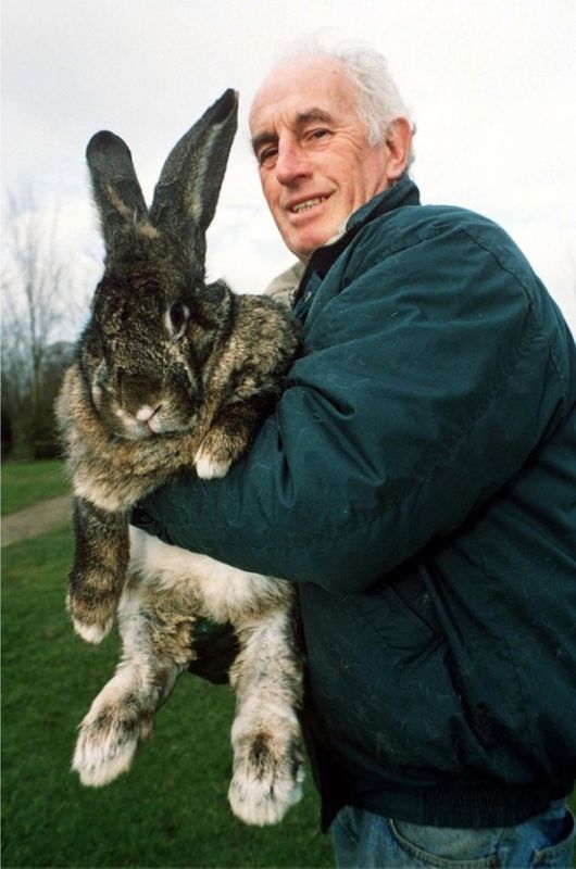 Worlds Largest Rabbit Breed
