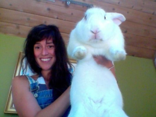 Worlds Largest Rabbit Breed