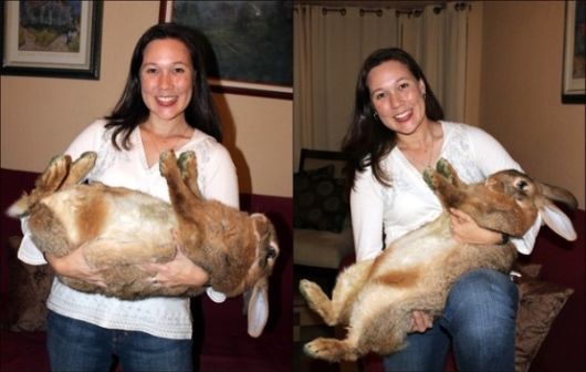 Worlds Largest Rabbit Breed