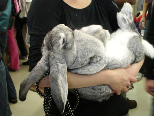 Worlds Largest Rabbit Breed