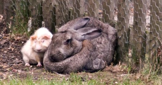 Worlds Largest Rabbit Breed