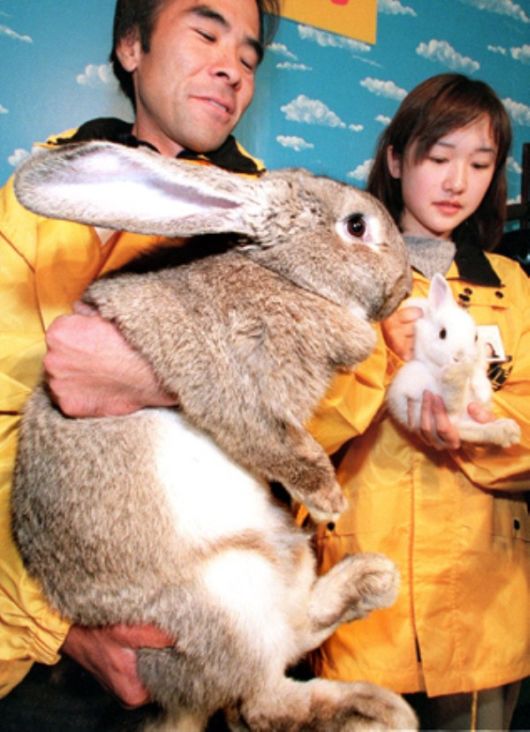 Worlds Largest Rabbit Breed