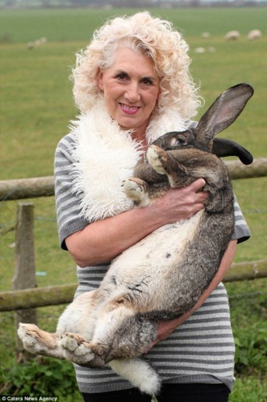 Worlds Largest Rabbit Breed