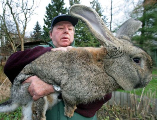 Worlds Largest Rabbit Breed