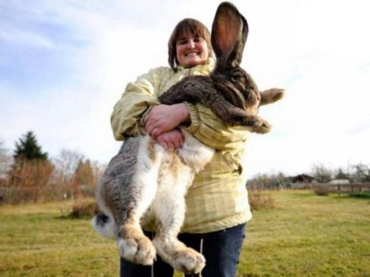 Worlds Largest Rabbit Breed