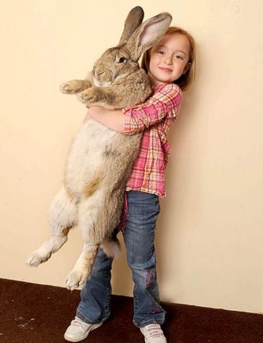 Worlds Largest Rabbit Breed