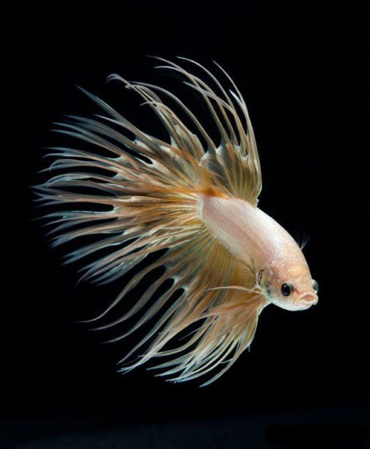 The Flowing Fins Of Siamese Fighting Fish | Funzug.com